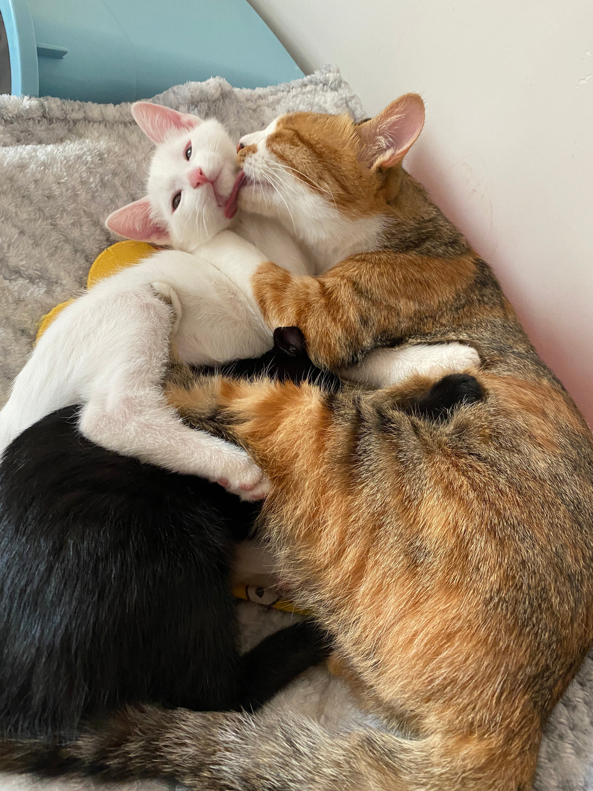 Elderly Care for🐈